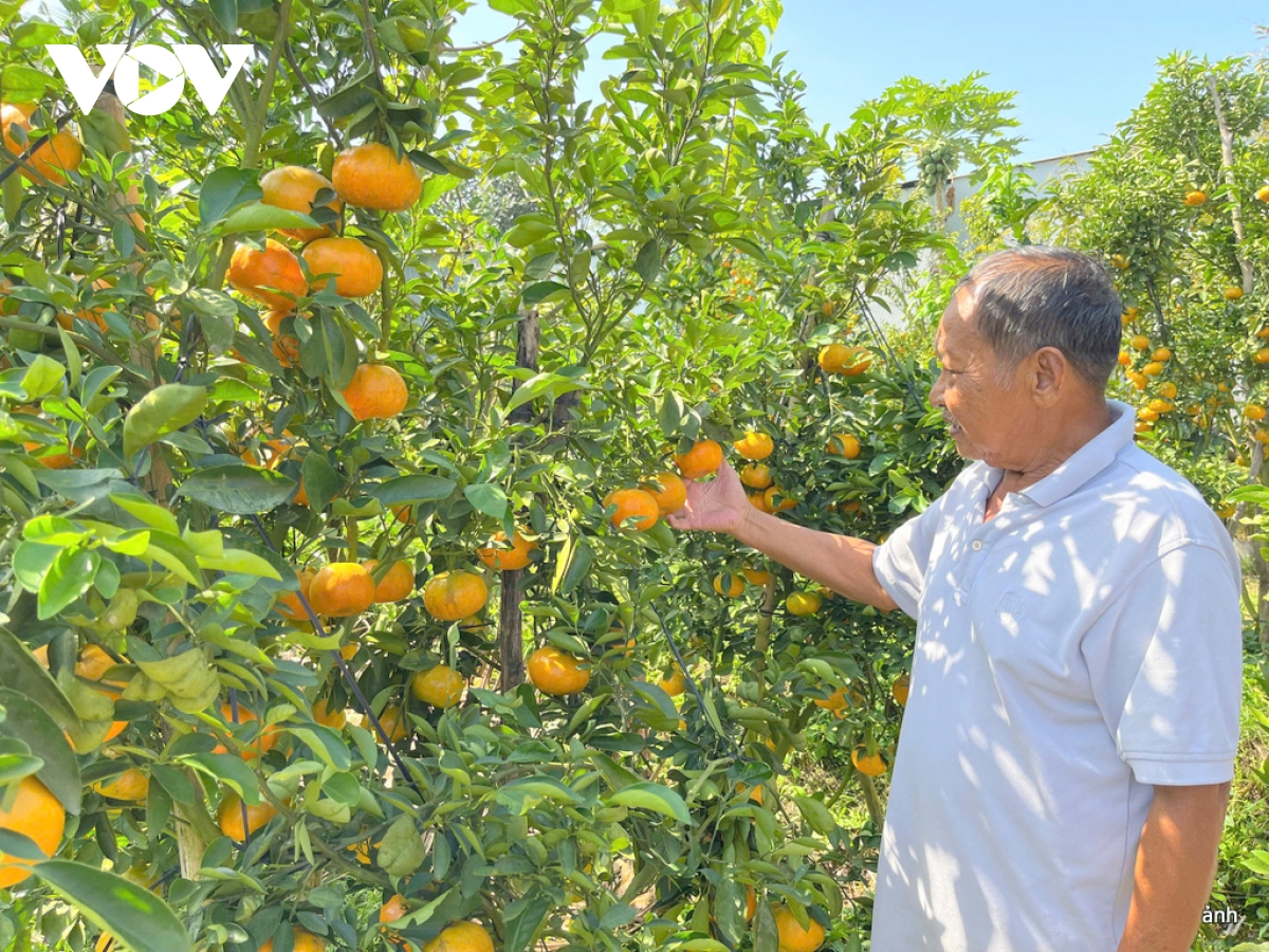 Quýt hồng Ba Muôi - điểm check in thú vị kỳ nghỉ Tết Dương lịch